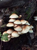 Pholiota squarrosoides image