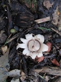 Geastrum velutinum image