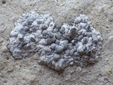 Lecanographa grumulosa image