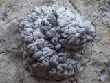 Lecanographa grumulosa image