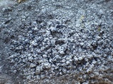 Lecanographa grumulosa image