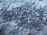 Lecanographa grumulosa image