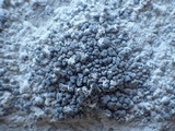 Lecanographa grumulosa image