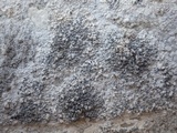 Lecanographa grumulosa image