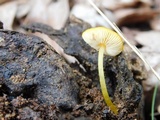 Pluteus chrysophlebius image