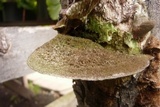 Hexagonia hydnoides image