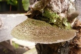 Hexagonia hydnoides image