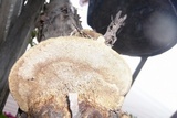 Hexagonia hydnoides image