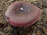 Russula queletii image