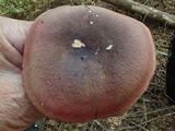 Russula queletii image