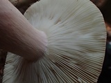 Russula queletii image