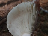 Russula queletii image