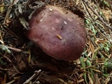 Russula queletii image