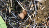Helvella elastica image