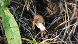 Helvella elastica image