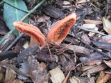Pseudocolus fusiformis image