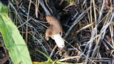Helvella elastica image