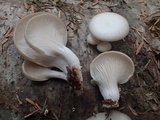 Pleurotus pulmonarius image