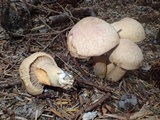 Chroogomphus tomentosus image