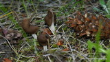 Helvella elastica image