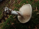 Clitopilus prunulus image