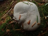 Clitopilus prunulus image