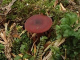 Lactarius rufus image