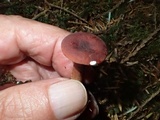 Lactarius rufus image