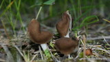 Helvella elastica image