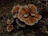 Coltricia perennis image
