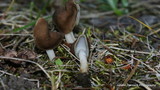 Helvella elastica image