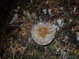 Coltricia perennis image