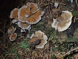 Coltricia perennis image
