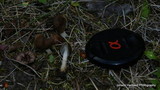 Helvella elastica image