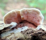 Gloeoporus dichrous image
