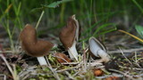 Helvella elastica image