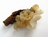 Ductifera pululahuana image