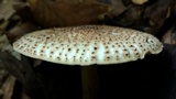 Echinoderma asperum image