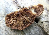 Crepidotus mollis image
