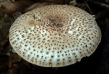 Echinoderma asperum image