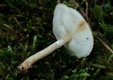 Echinoderma asperum image