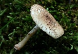 Echinoderma asperum image