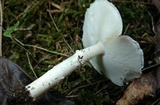 Echinoderma asperum image