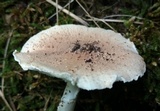 Echinoderma asperum image