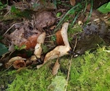 Polyporus leptocephalus image