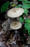 Oudemansiella furfuracea image