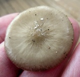 Oudemansiella furfuracea image