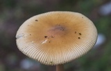 Amanita sect. Vaginatae image