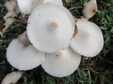 Leucocoprinus cepistipes image