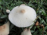 Leucocoprinus cepistipes image